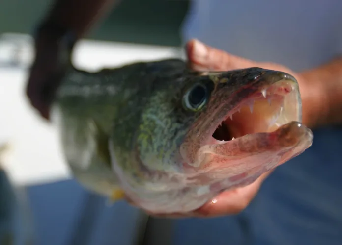Local fishing report